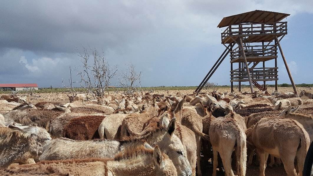Donkey Sanctuary