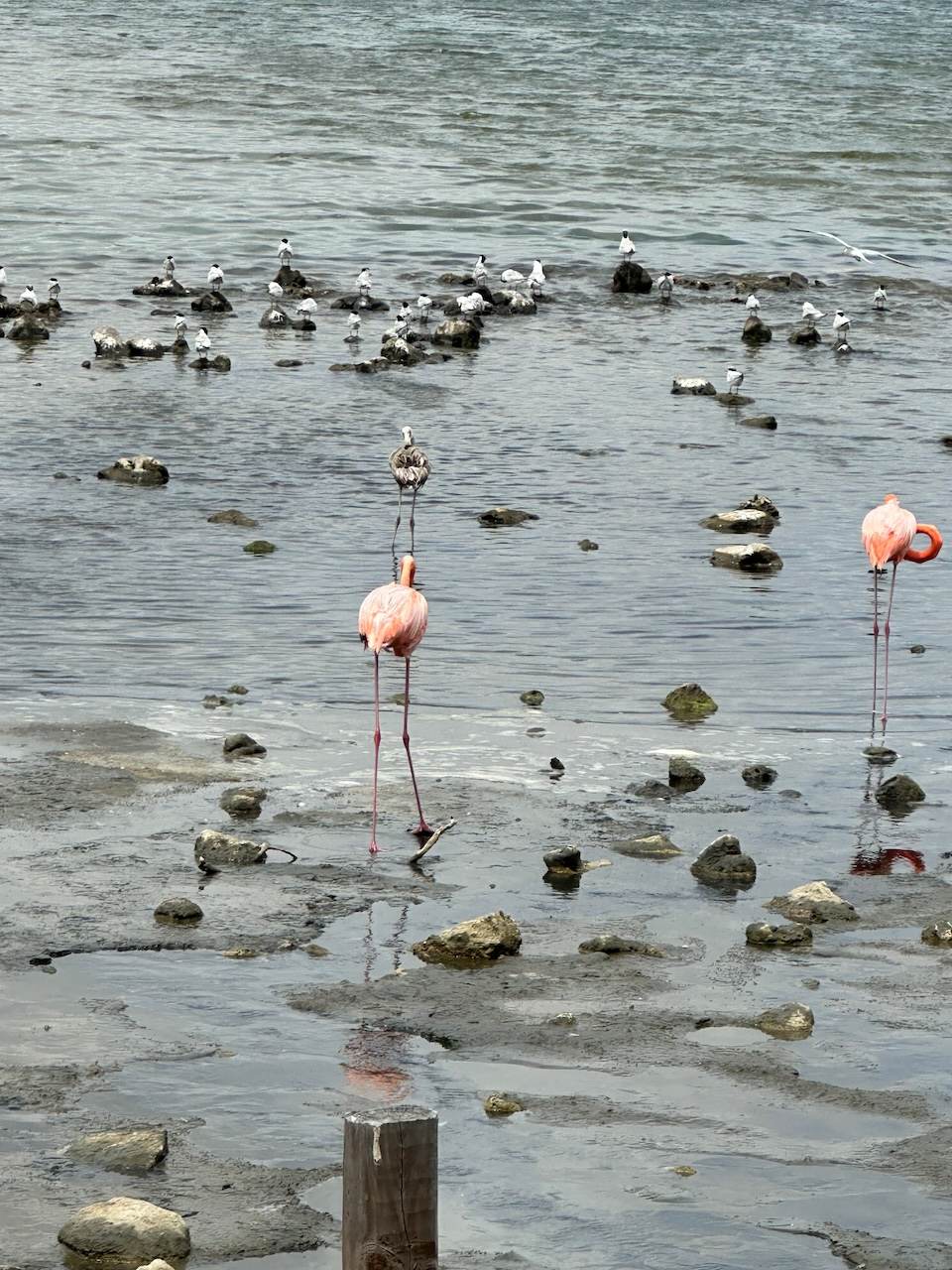 Pekelmeer Flamingo Sanctuary