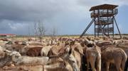 Donkey Sanctuary