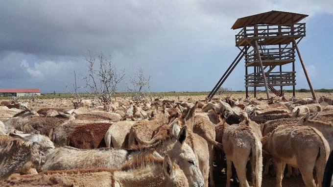 Donkey Sanctuary
