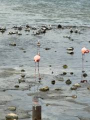 Pekelmeer Flamingo Sanctuary