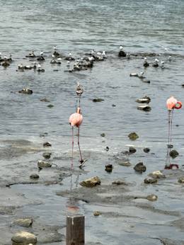 Pekelmeer Flamingo Sanctuary