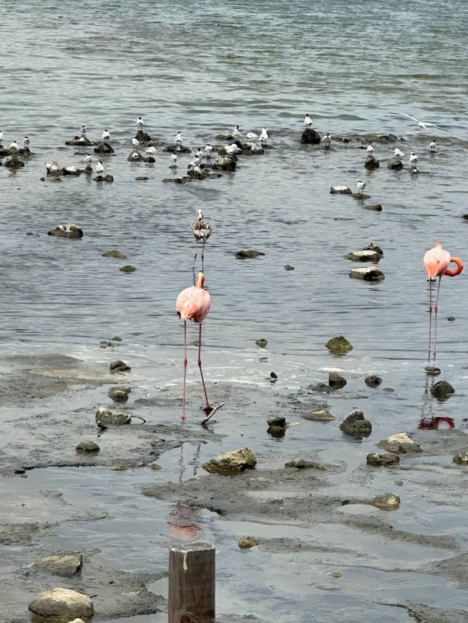 Pekelmeer Flamingo Sanctuary