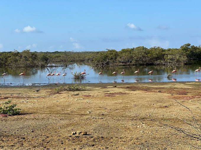 Kayak Tour Through The Mangroves