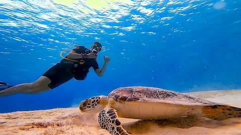 Amazing Bonaire